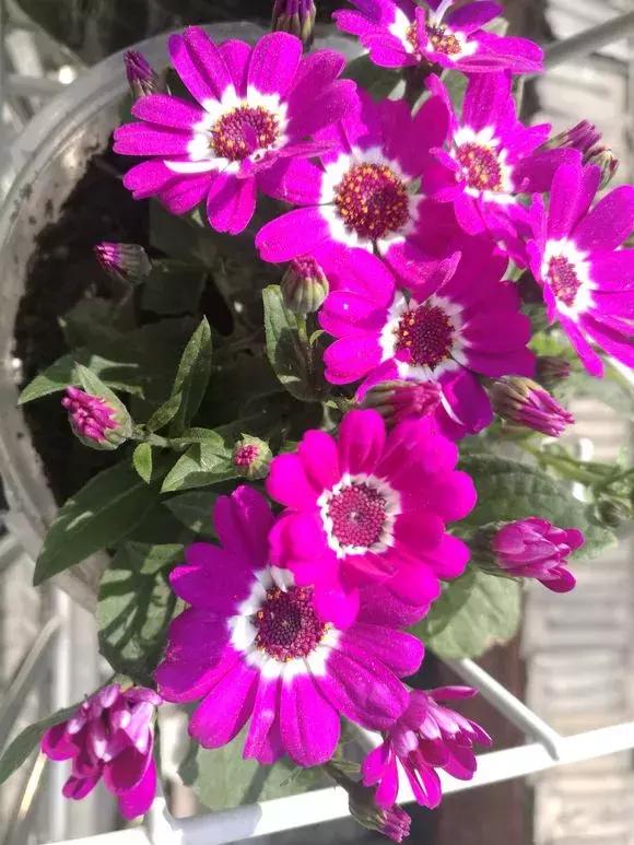 怎样才能让瓜多结果,怎样让瓜类多结瓜