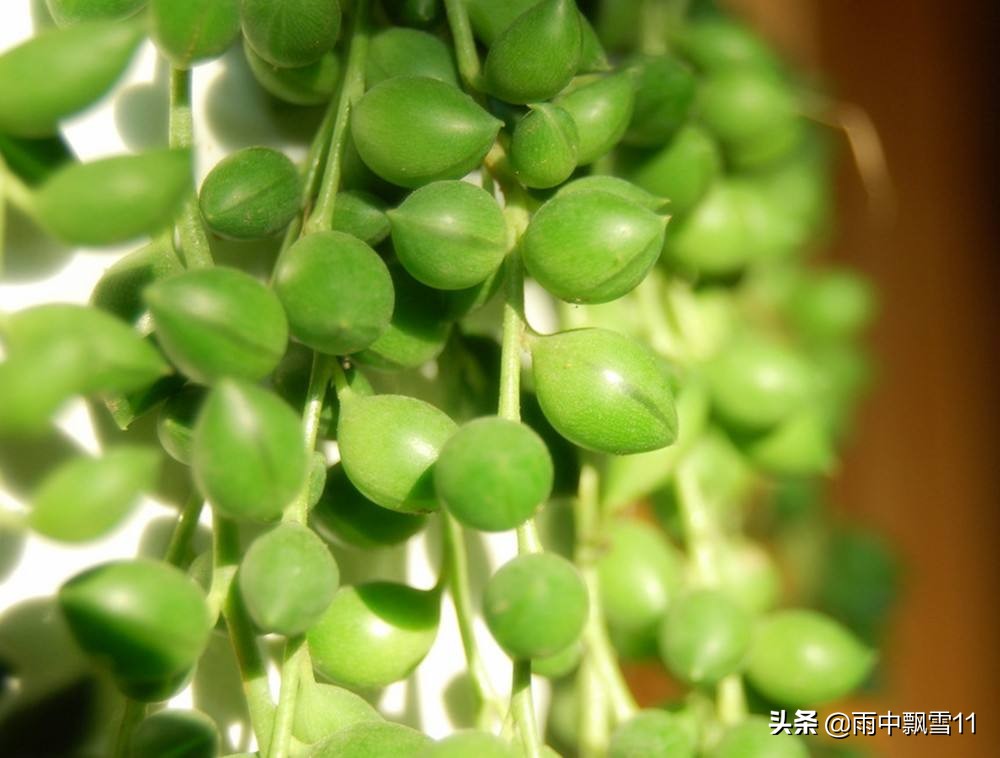 春萌多肉的正确养殖方法,春天叶插多肉