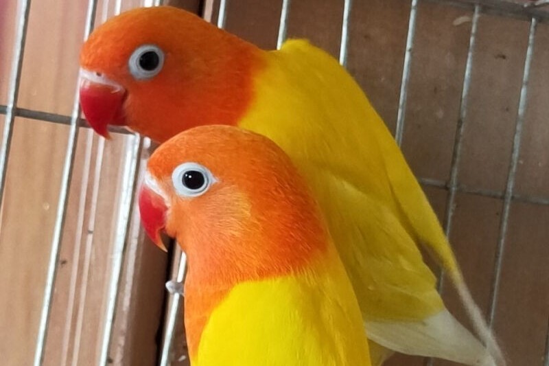 面类牡丹鹦鹉品种介绍及图片,牡丹鹦鹉品种介绍及图片和名字