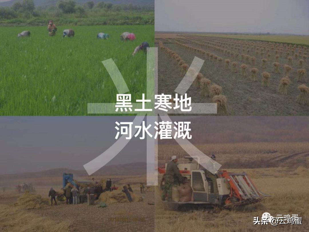 南方人vs北方人吃饭不听劝,北方大米和南方大米