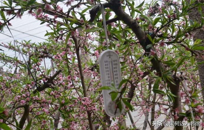 桃树开春管理视频,大棚桃花期用什么药