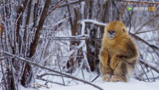 被吹爆的神片,被吹上天的神作