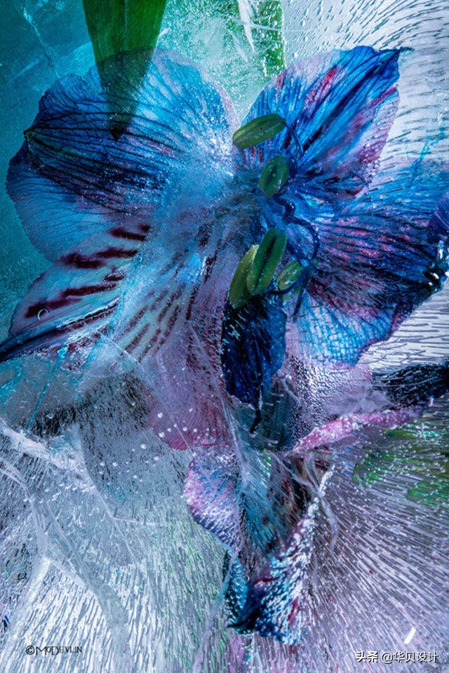 印觉艺景|你听说过冰冻花卉摄影吗？