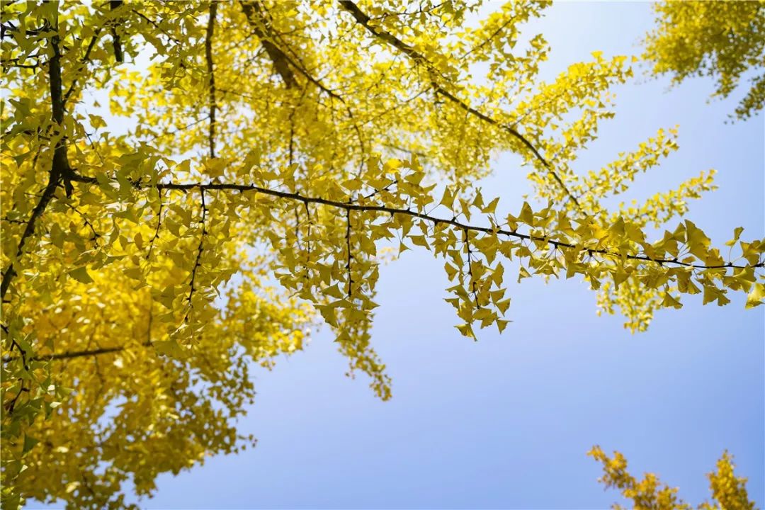 思源学院美景照片,西安思源学院秋景色