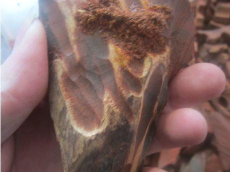 赞比亚小叶紫檀与酸枝,大红酸枝小叶紫檀价值