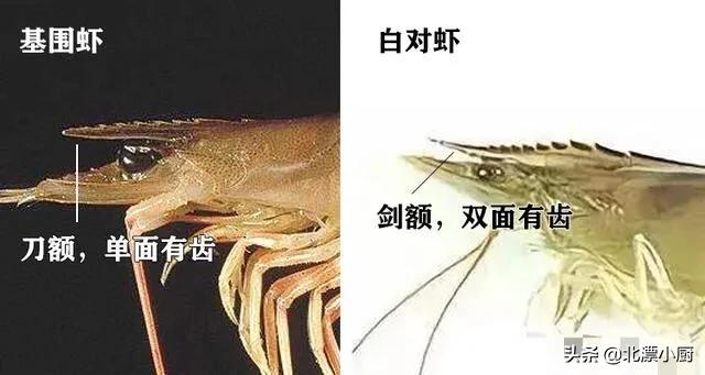 基围虾明虾对虾怎么区别,明虾和基围虾海白虾