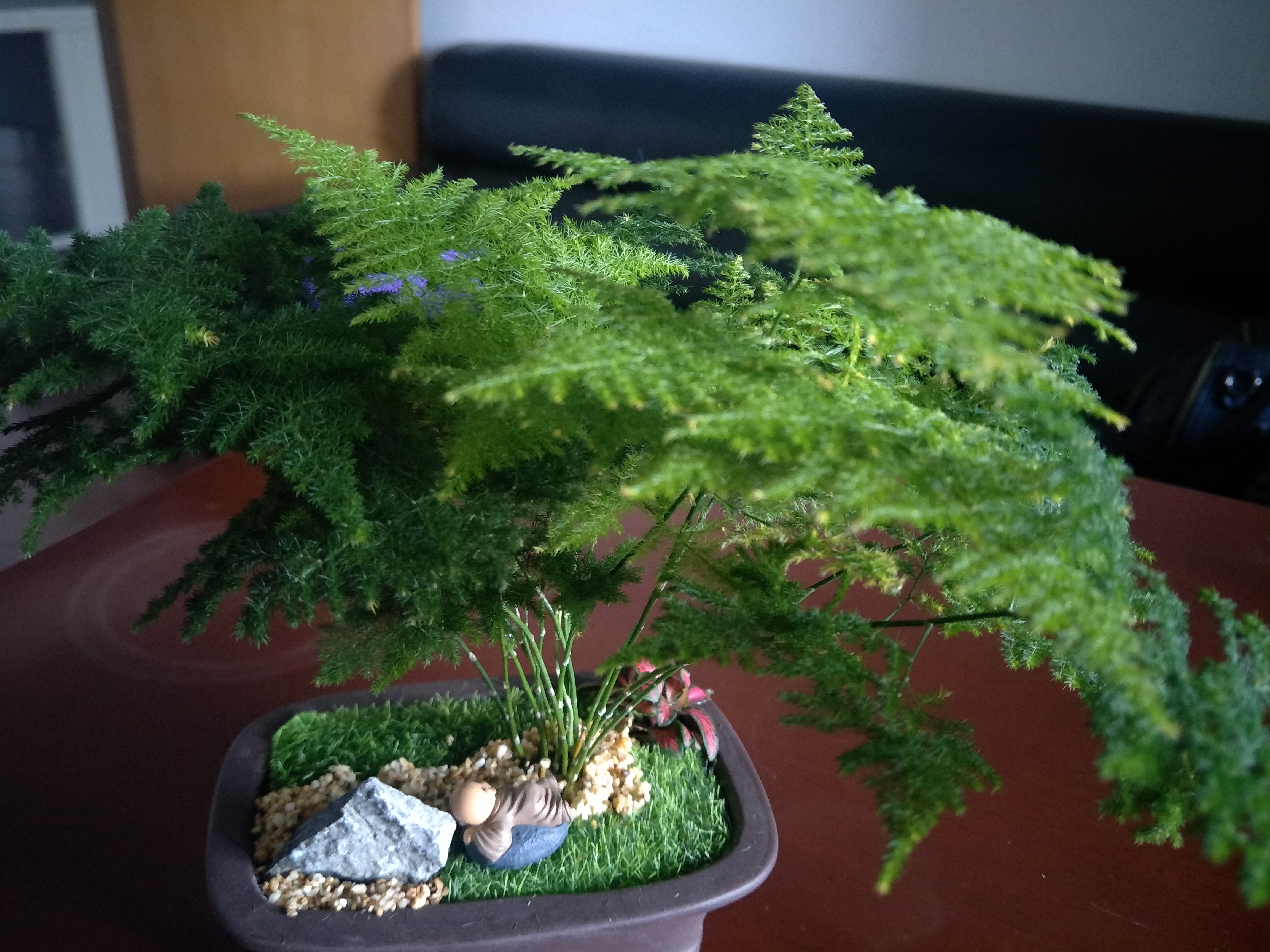 文竹不长叶子怎么办,文竹不发新芽怎么办