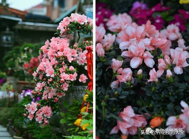 快死的杜鹃花还能救活吗,杜鹃花刚栽活就掉叶子怎么办