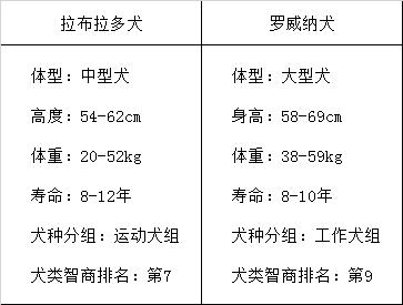 罗威纳犬和拉布拉多哪个适合家养,拉布拉多犬和罗威纳哪个好养
