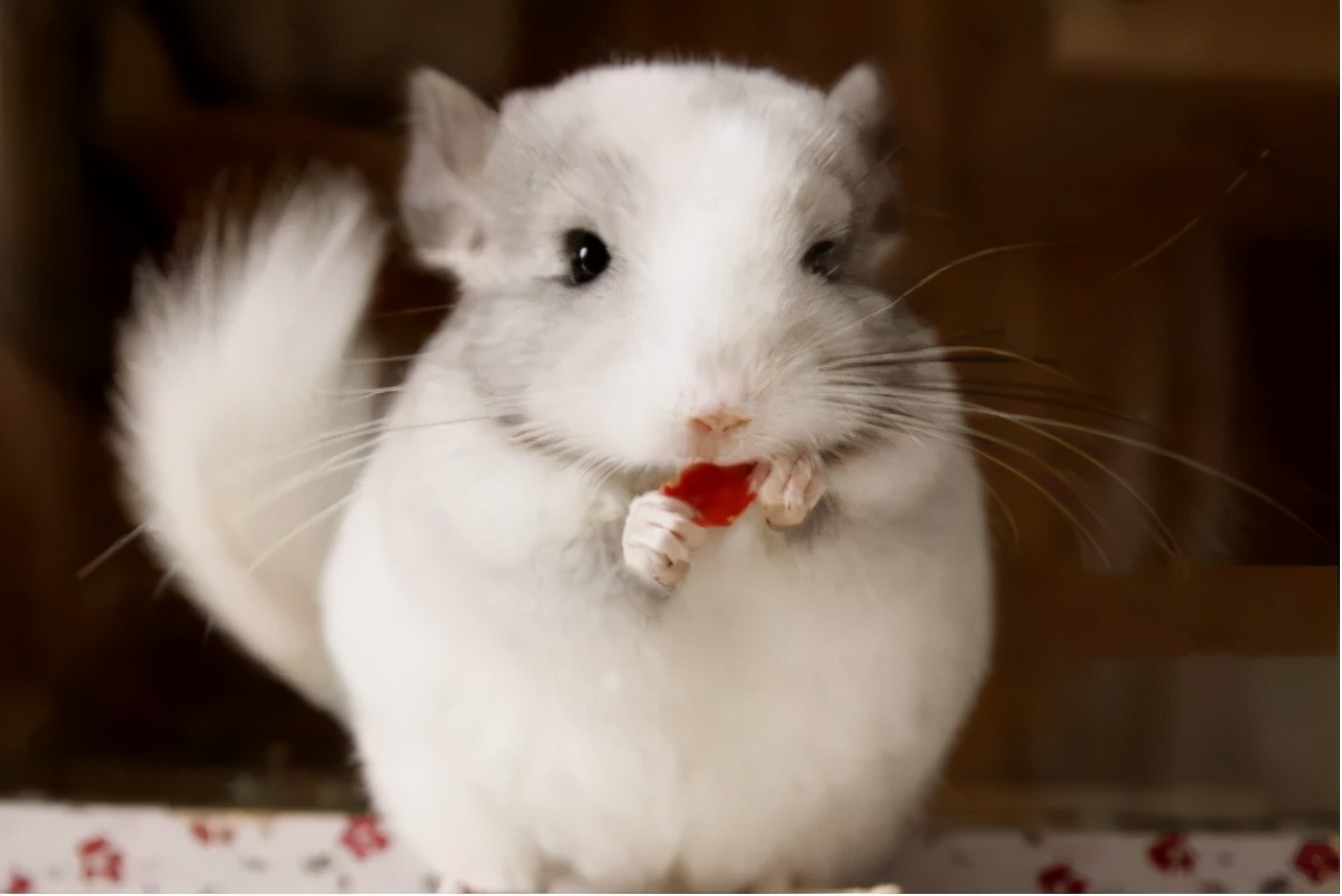 龙猫多大生小龙猫 (公龙猫还是母龙猫)