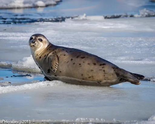 猎杀海豹，吃肉不吃素？！原住民们怒怼动保组织：站着说话不腰疼