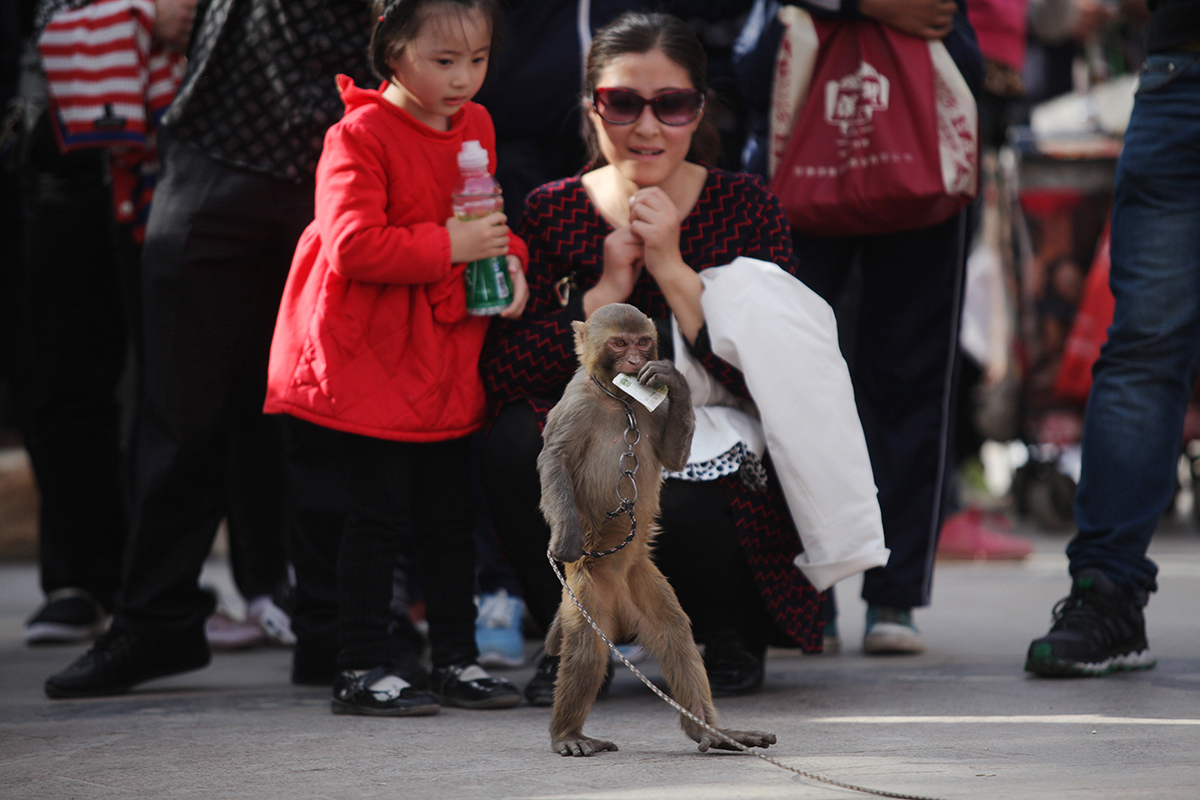 兰州耍猴人,甘肃兰州的耍猴艺人