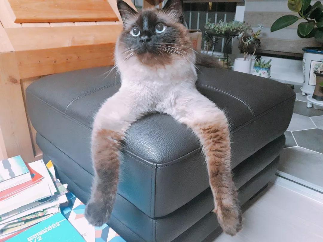 动物沙雕表情包搞笑,沙雕模仿动物表情包