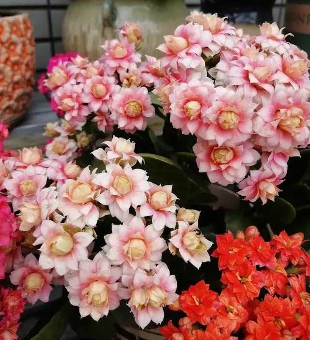 单瓣长寿花品种大全图,长寿花单瓣最好看的品种