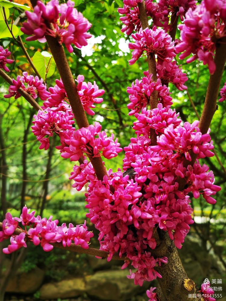 高新枫林华府住房,高新枫林华府小区评测