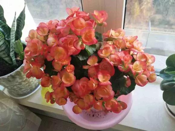 6种花不宜浇水,几种花不能给叶子喷水