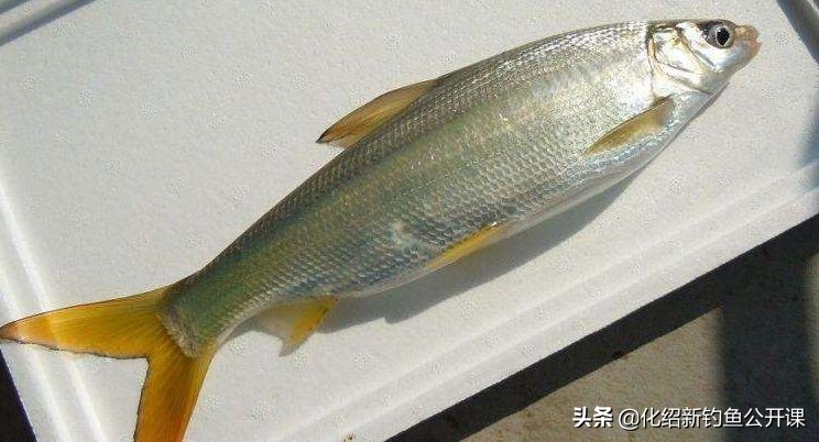 黄尾老是瞄上来是怎么回事,钓黄尾老是锚鱼是怎么回事