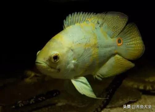 教你识鱼,地图鱼辨别