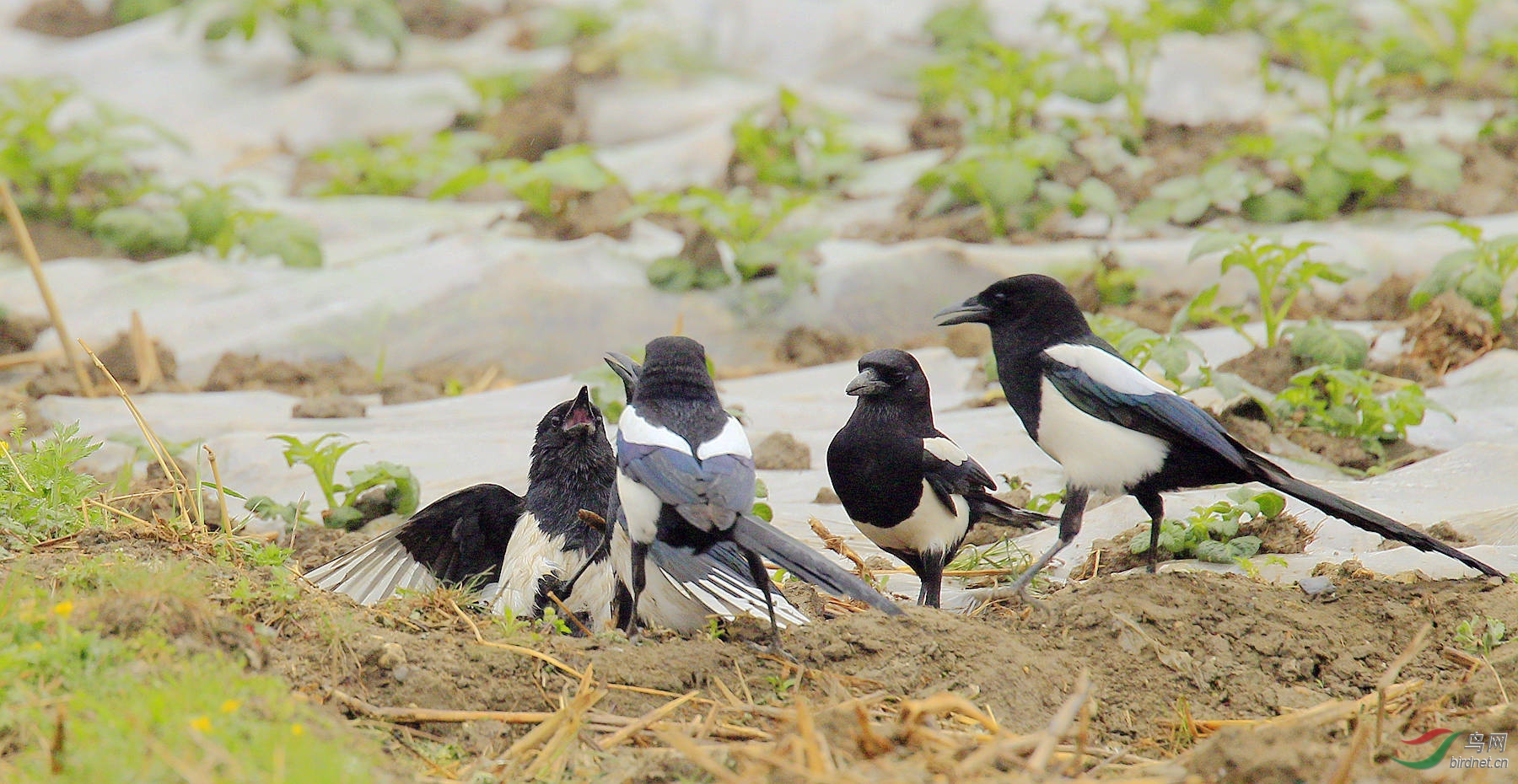 老鹰吃喜鹊被一群喜鹊欺负,老鹰为什么敢捕食毒蛇