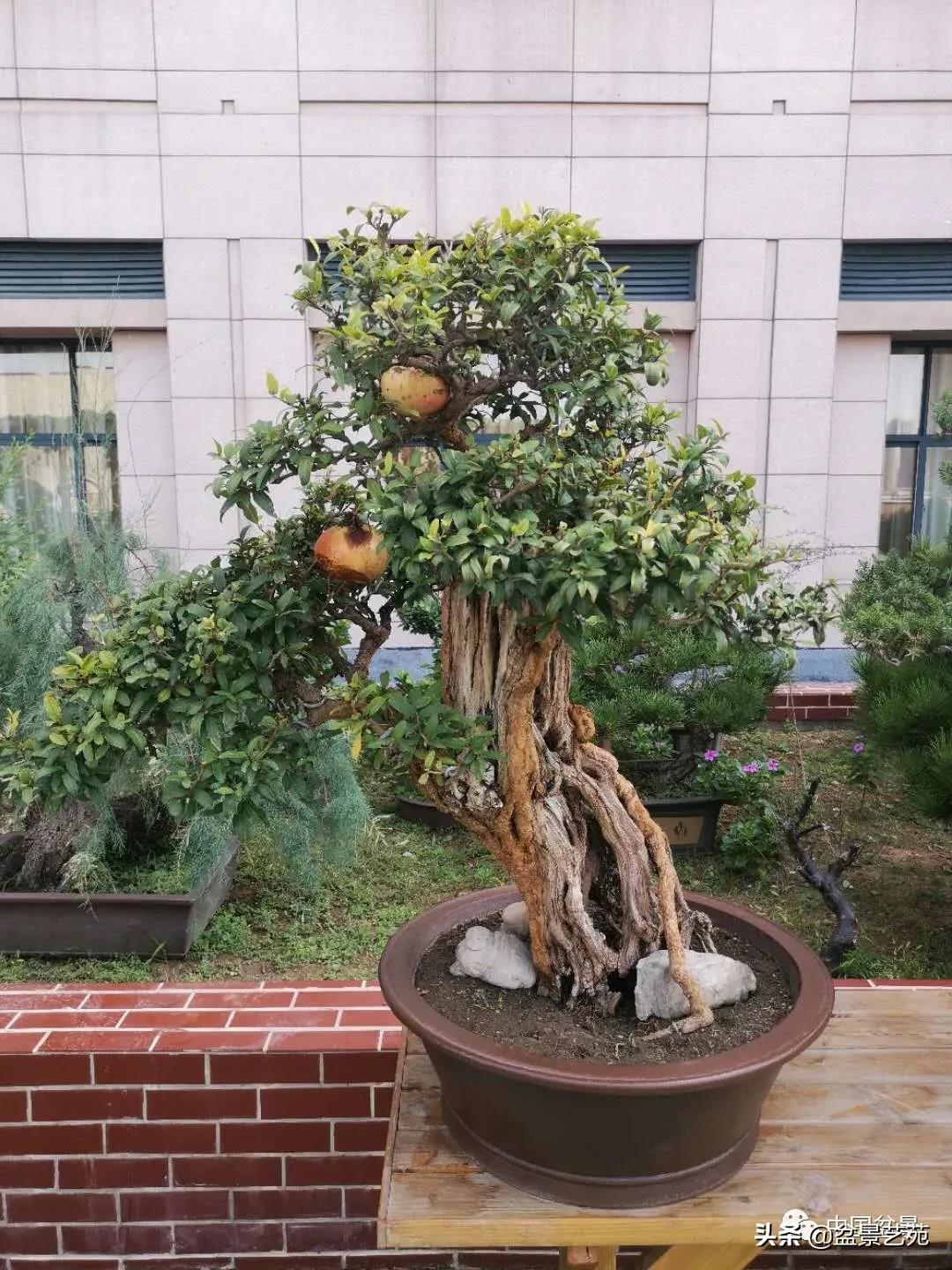 涓浗钁楀悕鐩嗘櫙澶у笀绮惧搧鐩嗘櫙,鐩嗘櫙鑹烘湳瀹跺拰鐩嗘櫙鑹烘湳澶у笀