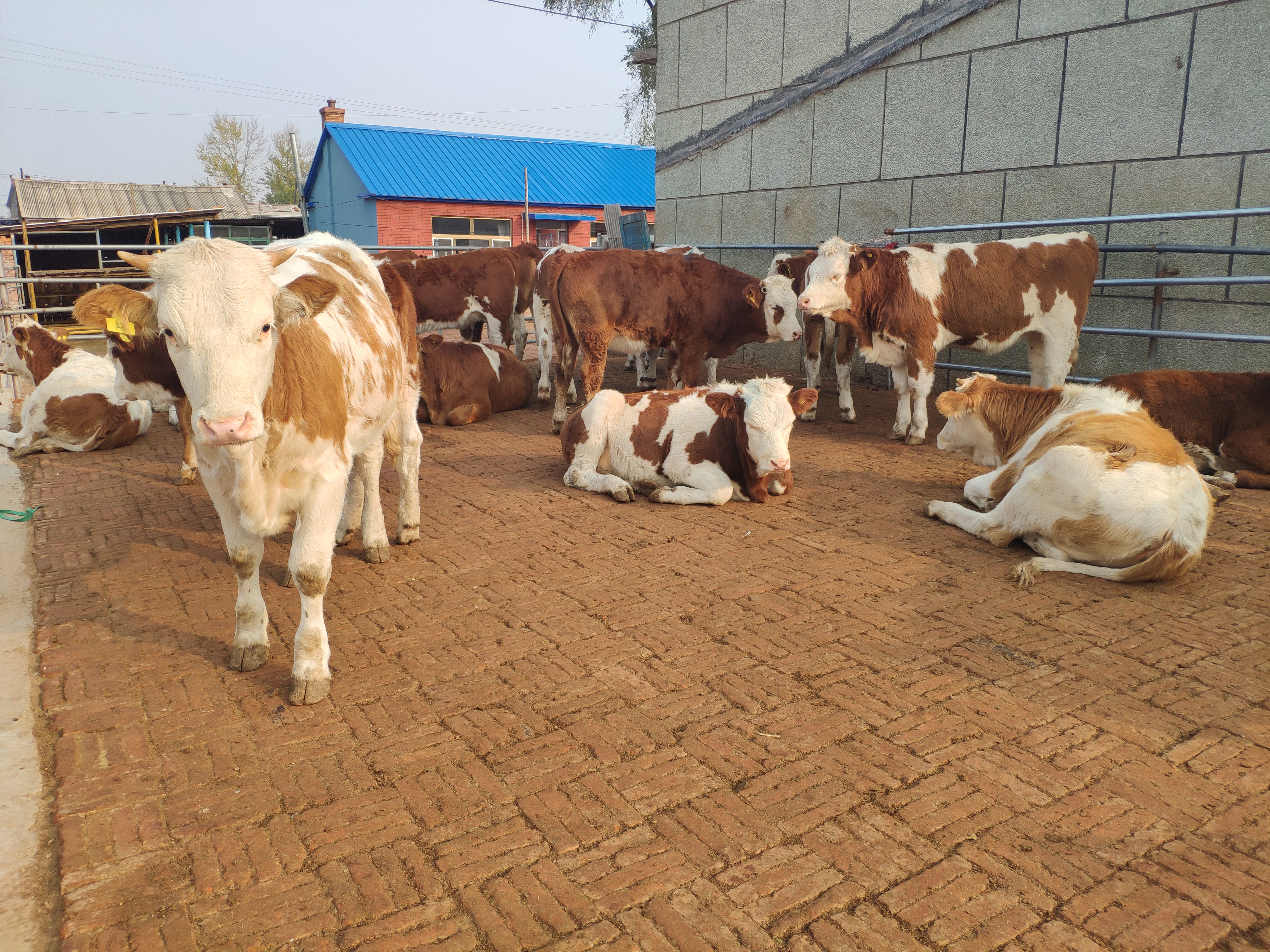 养殖行业的辛苦和付出,养殖是个辛苦活