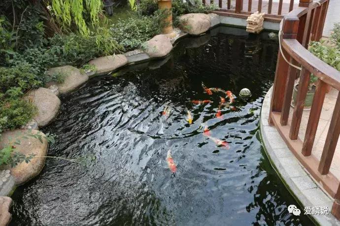 建鱼池怎样做防水,水不漏做鱼池防水的正确方法