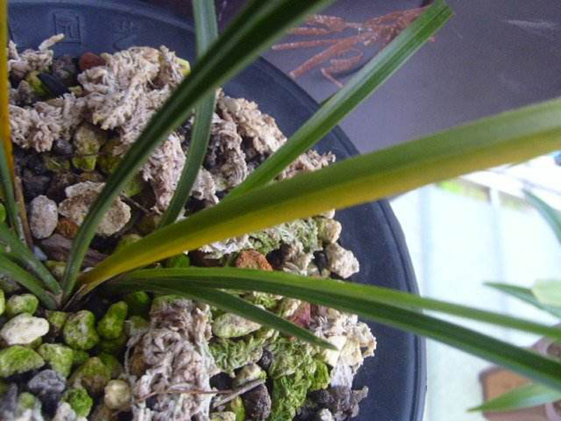 花瓶的兰花叶片发黄怎么处理,兰花叶片发黄需要施什么肥料