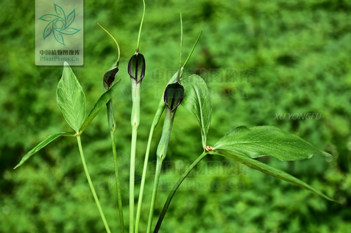 花开半夏许半夏晕倒,花开半夏中半夏结局