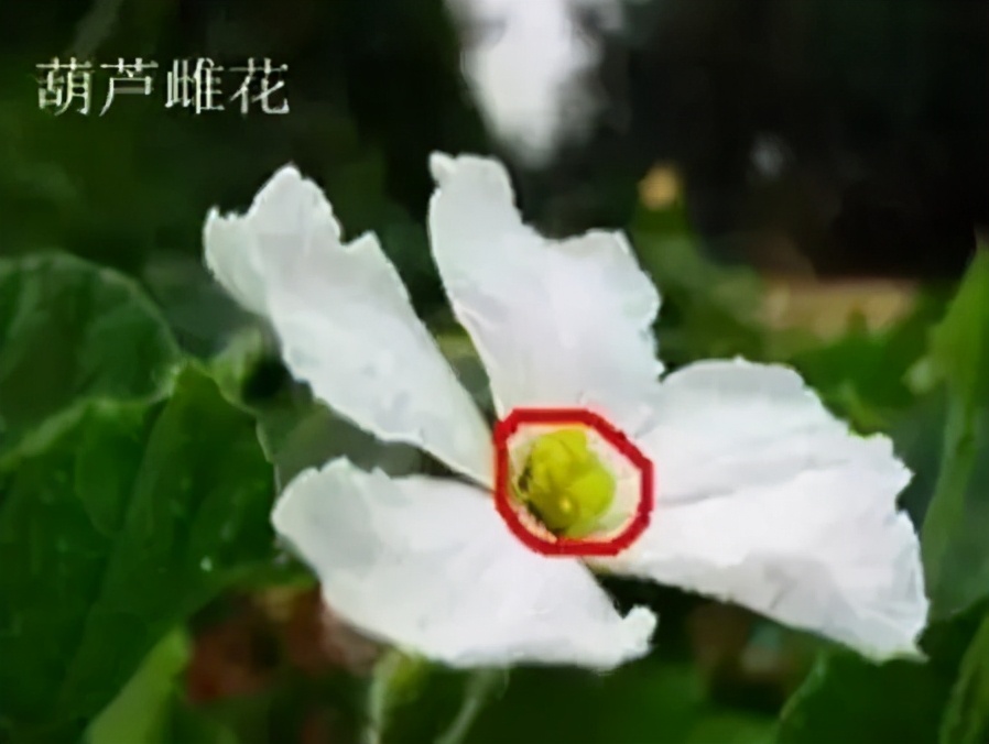 手捻葫芦如何把玩迅速变红,手捻葫芦盘玩的最高境界