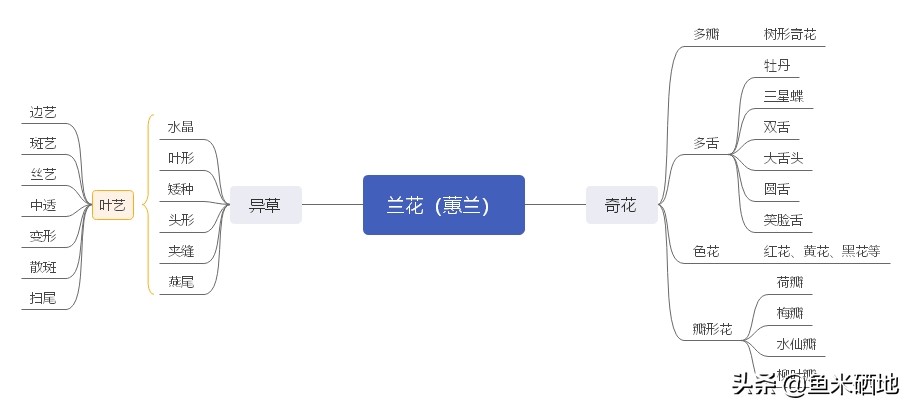 兰花的特征以及详细的资料,兰花种类科普知识