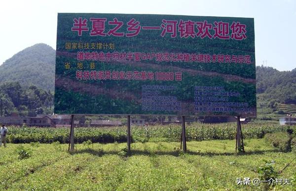 玉米地一种常见野草,农民见了就拔,却不知其比玉米贵50倍