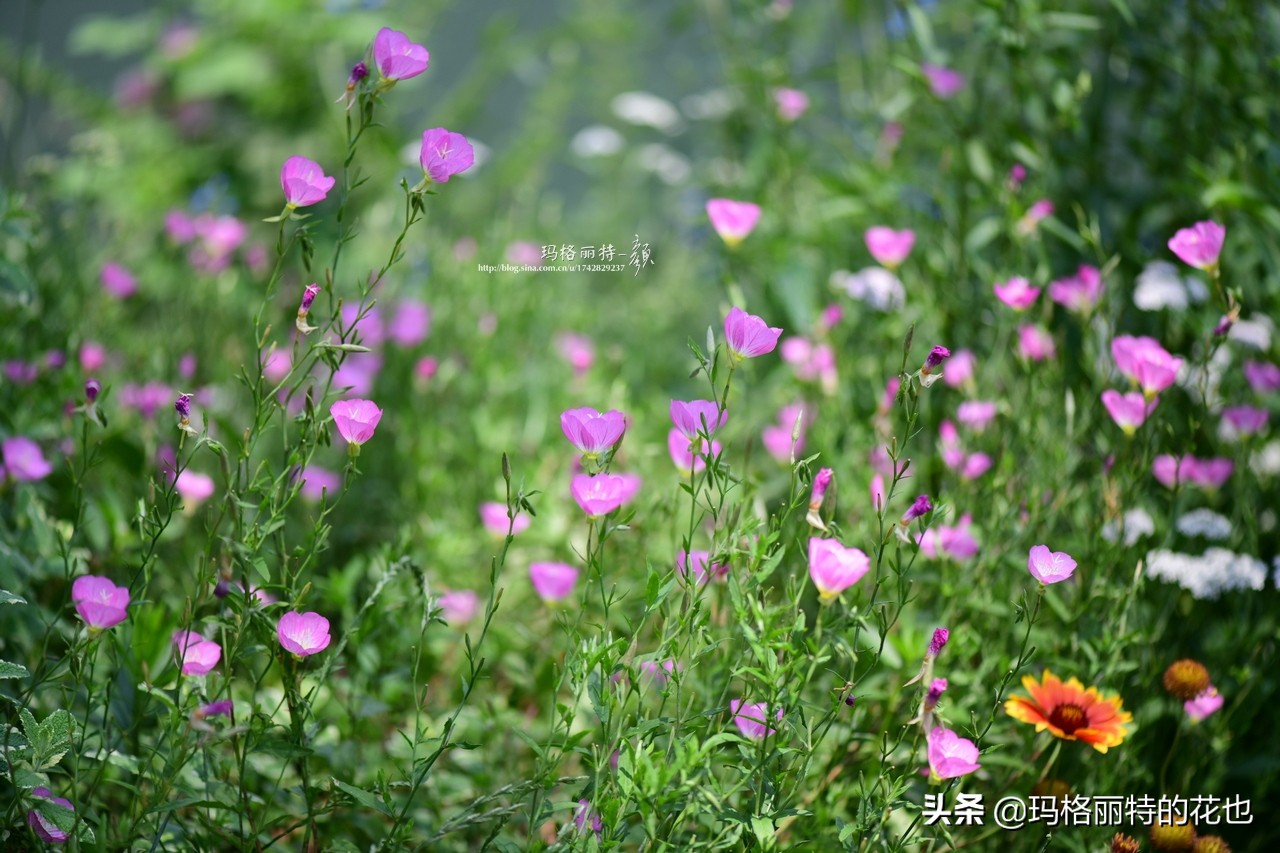 徒长花草怎样处理,徒长的树木怎么处理