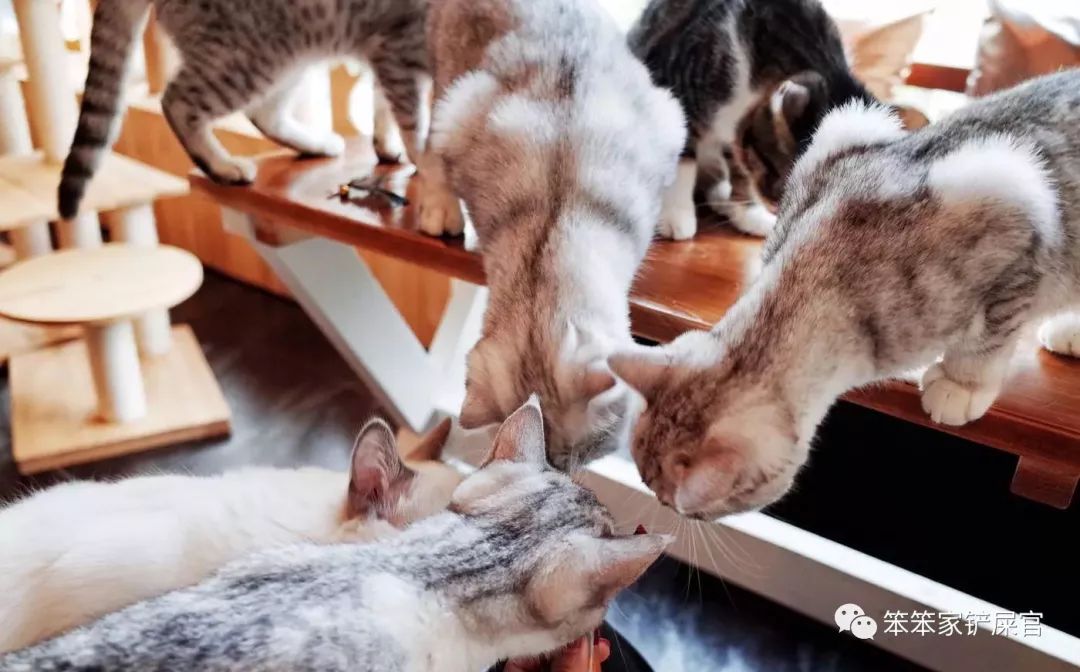 猫咪为什么半夜好像还会攻击主人,猫咪老是攻击人而且还不让摸