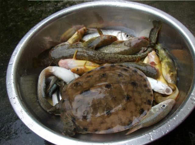 池塘钓野生甲鱼的最佳方法,野生甲鱼的生活习性及钓法