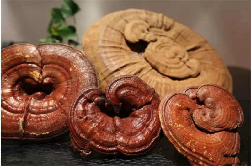 野生灵芝和人工种植灵芝差别大吗,野生灵芝与人工种植功效一样吗