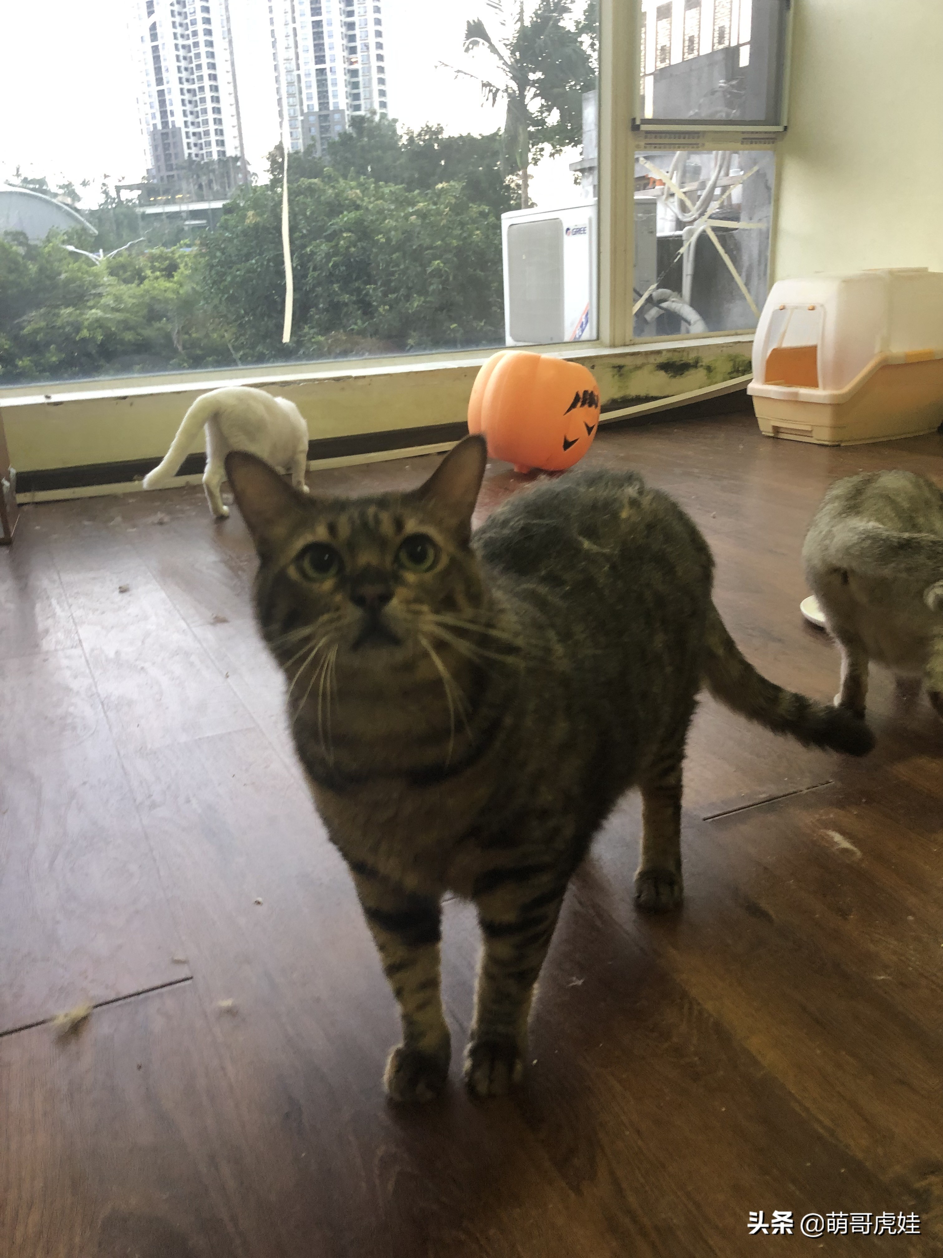 盘点发现自家猫咪干大坏事,主人回来发现猫被丢