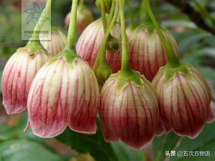 从学习强国的一道题说起，陆地上到底有没有发光植物？