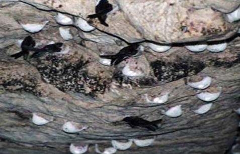 燕窝真的有传说中的那么神奇吗,燕窝的秘密大揭秘