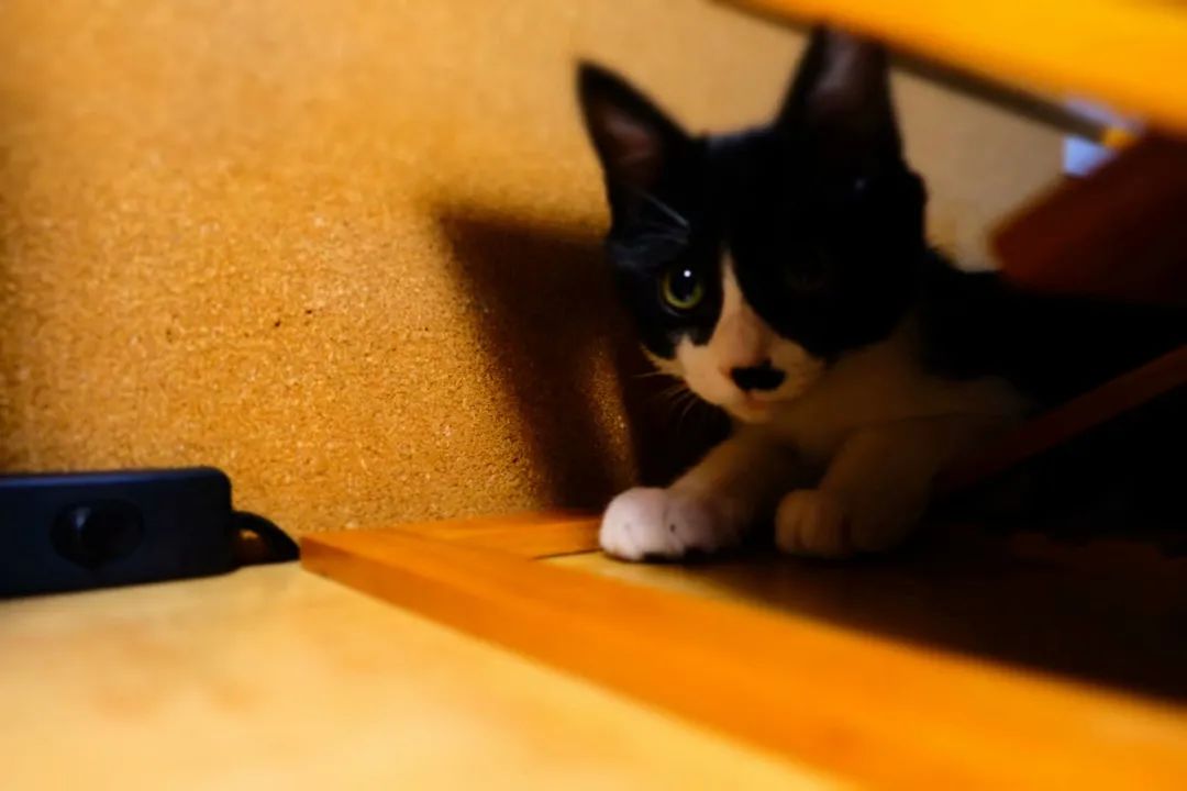 不让人省心的生肖,不让人省心的奶粉