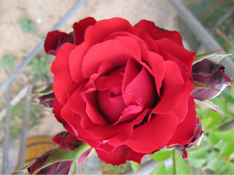 北京常见的树有哪些,北京绿化月季品种