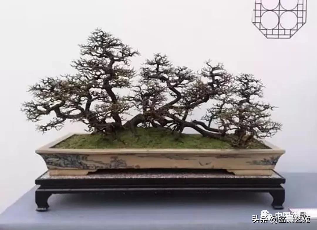 学盆景入门教程书,学习盆景制作视频