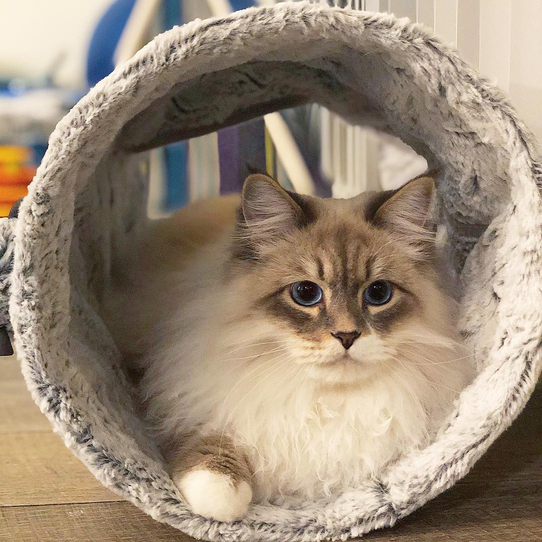 猫咪拉肚子和猫瘟的区别,猫咪确诊了猫瘟喝点水就想吐