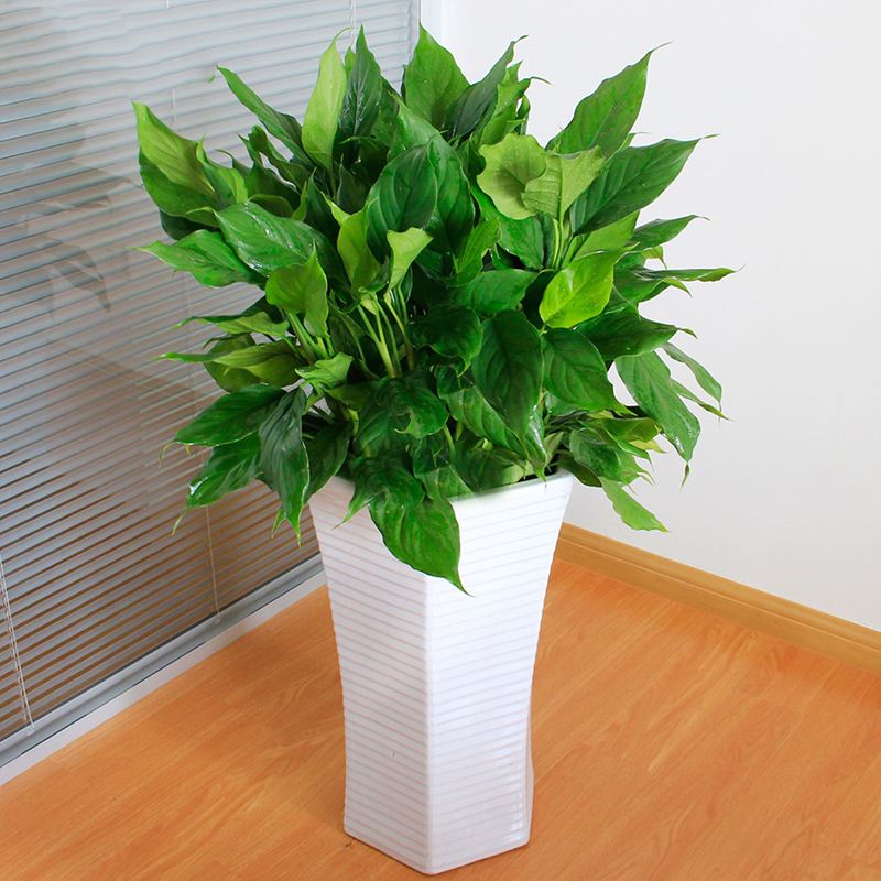 除甲醛最好的花卉什么花,除甲醛养什么花好一点