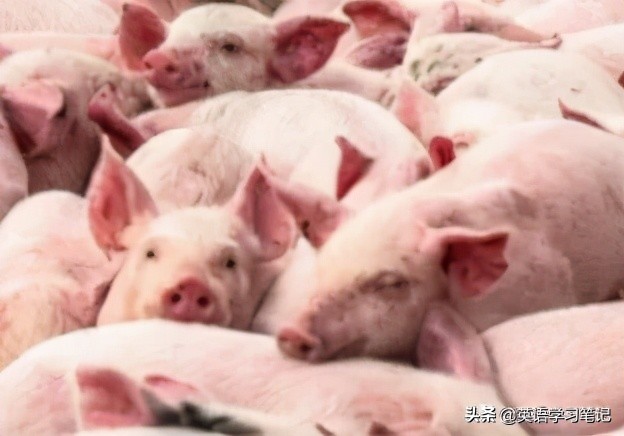 跟猪有关的英语句子,与猪有关的英文表达