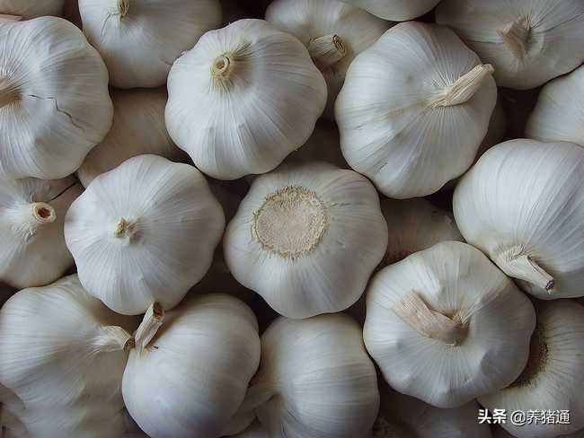 普通大蒜可以在猪场预防非洲猪瘟是真的吗？