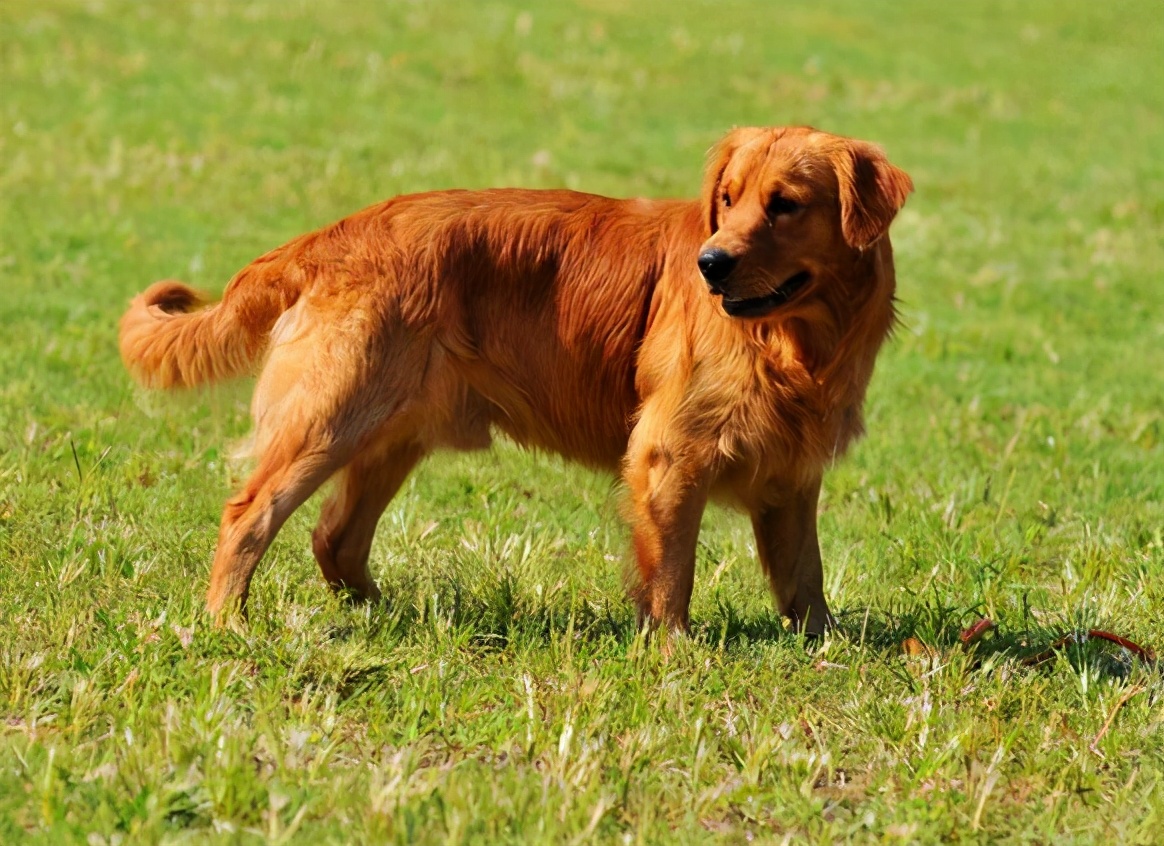 鎯冲吇閲戞瘺鐘吇鍏殑濂借繕鏄瘝鐨勫ソ,閲戞瘺鐘吇鍏殑杩樻槸姣嶇殑