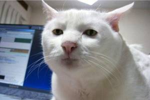 猫咪乱尿怎么除臭,猫咪往床上尿尿了买什么除臭