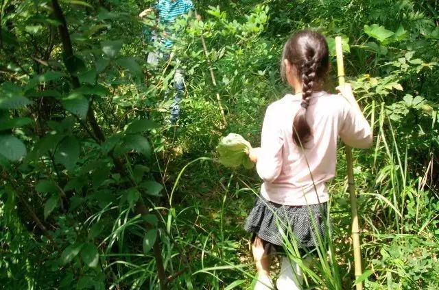 菌子为什么中毒,菌子中毒到底啥样