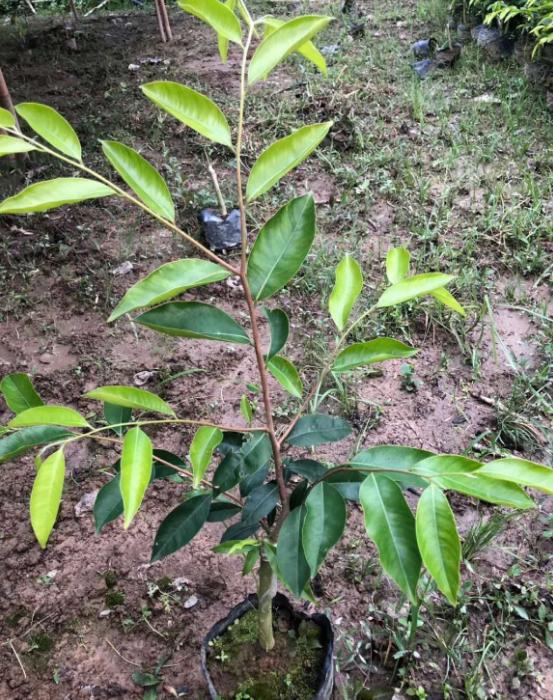 什么树一直流胶,农村这种树80元一斤都买不到