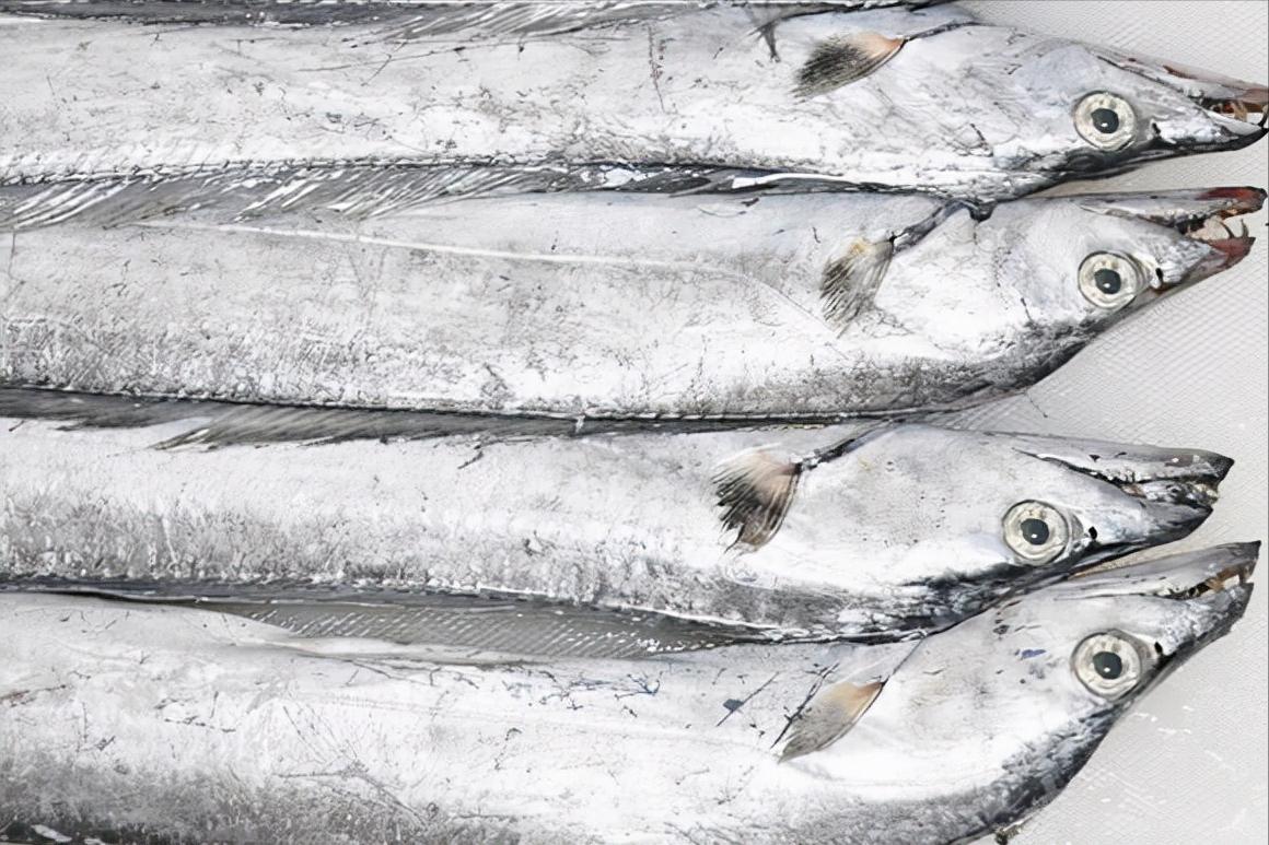 带鱼哪个地方最好吃,带鱼是哪个地方的带鱼最好吃